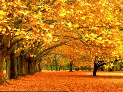 دلیل تغییر رنگ درختان در فصل پاییز