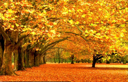 دلیل تغییر رنگ درختان در فصل پاییز
