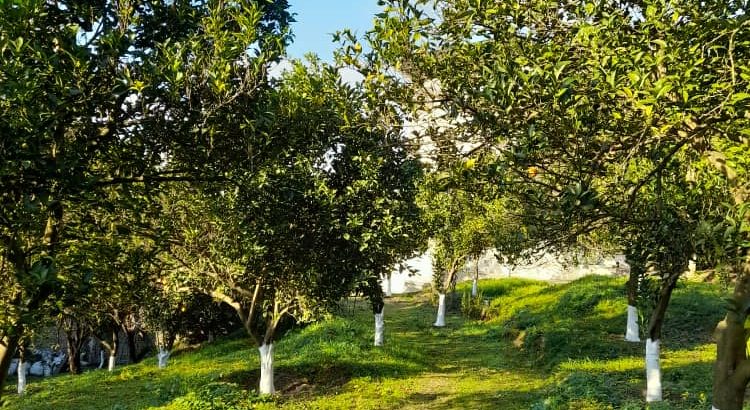 مازندران شهر شیرگاه. ۱۷۷۰متر باغ با ۱۹۰ متر بنا