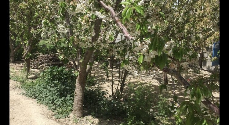 باغ ویلا با درختان اماده