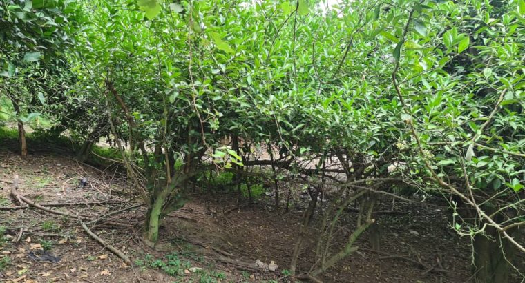 فروش باغ مشجر در گیلان