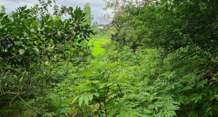 فروش باغ مشجر در گیلان