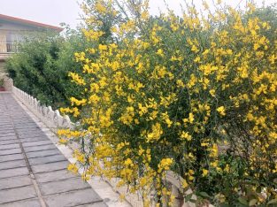 فروش باغ ویلا دارای سند ۷۵۰ متر فول فرنیش