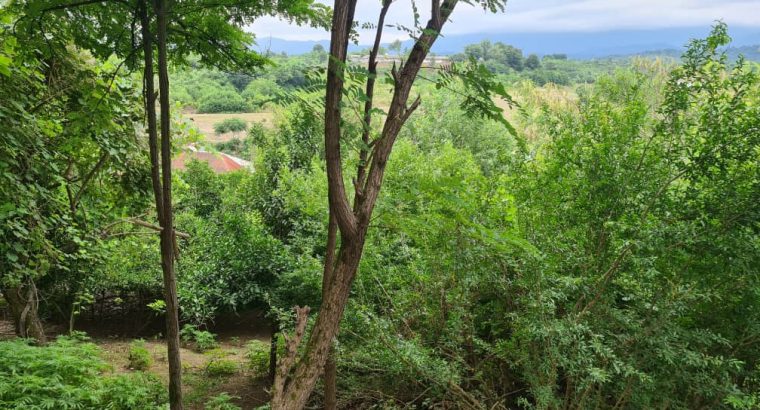 فروش باغ مشجر در گیلان