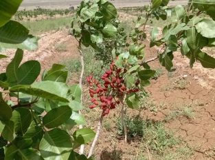 ۵ هکتار باغ پسته بهترین فرصت سرمایه گذاری سال۱۴۰۵